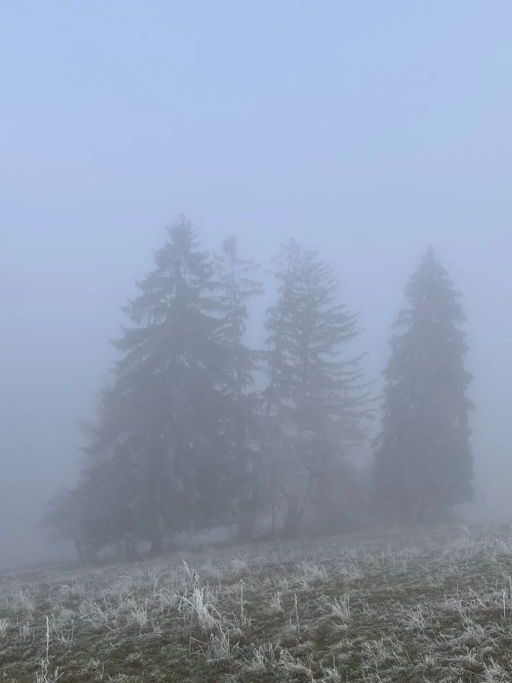 Smreky miznúce v hustej hmle