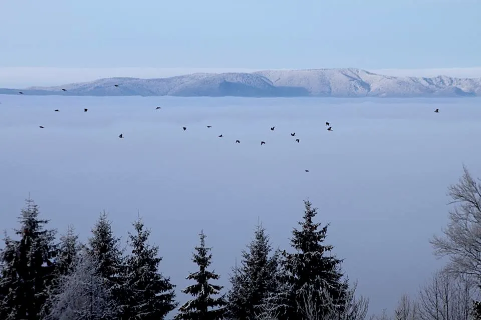 Kŕdeľ vtákov nad morom hmly